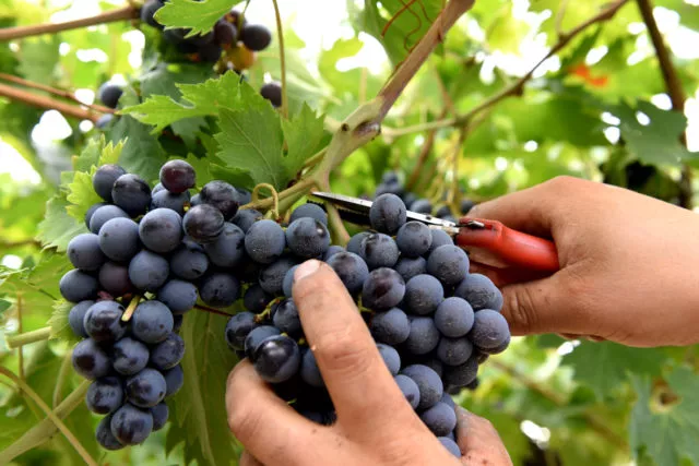 Vendemmia 2024- Vidimazione modelli MVV